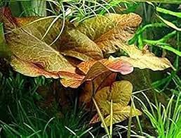 Image result for Nymphaea maculata