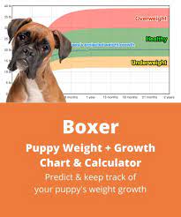 Boxer Weight Growth Chart 2022 How Heavy Will My Boxer Weigh The Goody Pet