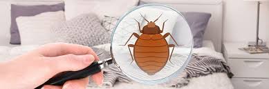 We provide pest control service for bed bug cockroach and lizard so can call us and use our pest control service we are authorized with maharashtra goverment. Bedbugs Control In Navi Mumbai Navi Mumbai Bedbugs Control