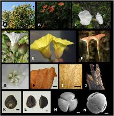 There are 12 brownsville tx suppliers, mainly located in asia. A Monograph Of Operculina Convolvulaceae 11