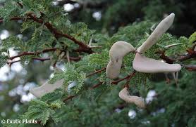 Image result for Acacia eriocarpa