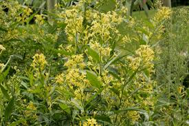 Image result for Cestrum parqui