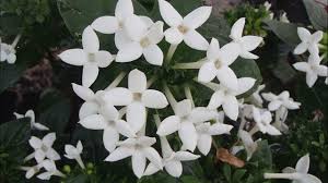 Image result for Bouvardia longiflora