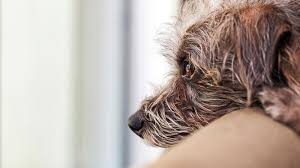 Separation anxiety in dogs describes a condition in which a dog exhibits distress and behavior problems when separated from its handler. Easing Separation Anxiety In Dogs Petpartners Pet Insurance