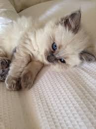Birman Kittens For Sale Usa Ragdoll Is A Very Intelligent Blue Eyed Cat Breed They Learn Very Quickly From The Dogs And Always Copy The Style Kittens Cutest Cat With Blue Eyes Cat Breeds