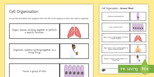 Check spelling or type a new query. Cell Organisation Cards