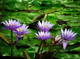 Image result for Nymphaea nouchali
