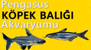 pengasus kopek baligi akvaryumu kurduk youtube