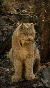 By far the coolest animal i have encountered. 900 Cool Animal Pics Ideas In 2021 Animals Wild Animals Beautiful Animal Pictures