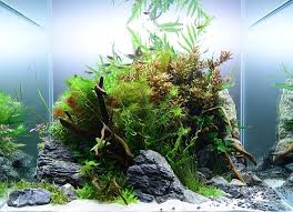 Besoin D Aide Et De Conseils Pour Un Aquarium Octogonal Freshwater Aquarium Plants Planted Aquarium Aquascape