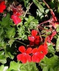 Image result for Geranium vagans