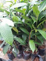 Măng tây xanh thường trồng với mục đích lấy chồi măng non làm thực phẩm bổ dưỡng; MÄng Cá»¥t Cay Giá»'ng PhÆ°á»c Tháº£o