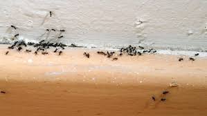 Pour the mixture into a shallow. Dealing With Ants In Your House Use This Trick To Make Them Disappear 5 Minute Tricks