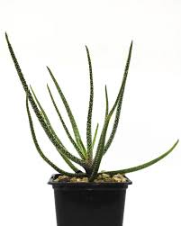 Image result for Aloe wildii