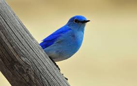 Male bluebirds will arrive before females to establish territory. Montana Birding Bluebird Is One Of Nature S Finest Helenair Com