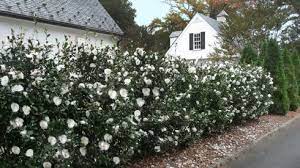 Setsugekka Camellia Evergreen Shrubs Shrubs For Privacy Garden Hedges