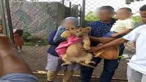 Anda dapat berfoto dengan hewan jinak, berfoto dengan gajah, mengendarai kereta mini, becak air dll. Bayi Singa Jadi Objek Foto Foto Kebun Binatang Di Riau Tuai Kecaman