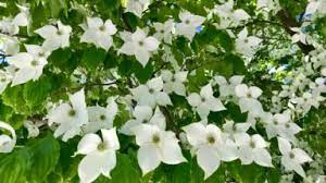 Maybe you would like to learn more about one of these? Flowering Trees Toronto Gardens