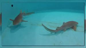 We're also here to help you if you. Nurse Sharks Evacuate To Ga Aquarium Because Of Hurricane Michael 11alive Com