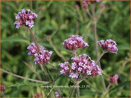 It has the same dark green toothed leaves along thin square scabrous (rough textured) stems and at the tips of these stems are rounded 2 to 3. Hohes Eisenkraut Verbena Bonariensis Lollipop Patagonisches Eisenkraut Kaufen Bestellen Staudenonline De