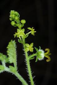 Image result for Tragia kirkiana