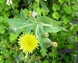 Image result for Sonchus oleraceus