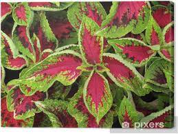 L'iresine et son feuillage de feu l' irésine appartient à la famille des amaranthacées. Tableau Sur Toile Rouge Et Vert Feuilles Coleus Plante Pixers Nous Vivons Pour Changer