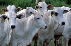 Indicador de atividade diária criado pelo banco revela que economia começou a retomar fôlego. Qual A Principal Atividade Economica Do Centro Oeste Estados E Capitais Do Brasil