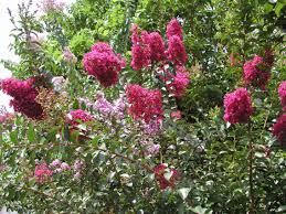One is right at the enterance to mead gardens. Sally Scalera Crape Myrtles Grow Well In Central Florida