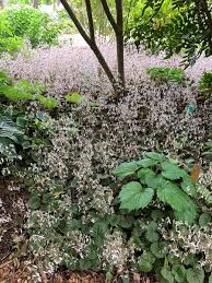 Image result for Galiniera saxifraga