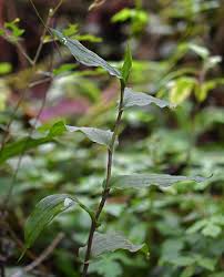 Image result for Epipactis africana