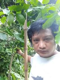 Image result for Mitragyna stipulosa