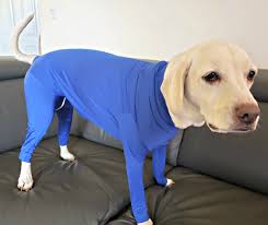 Daisy Tries Shed Defender The Dog Onesie That Controls
