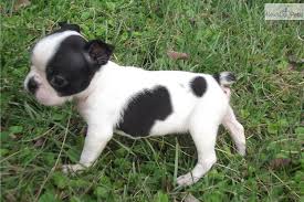 Responsible boston terrier breeders not only raise their puppies in the best environment possible, but they will never hesitate to show the puppies' parents and by joining a local boston terrier club, you can make contacts with regional and respected breeders. Researchbreeder Com Find Boston Terrier Puppies