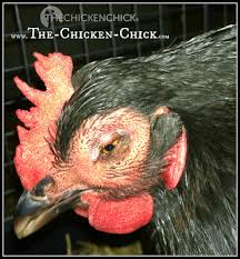 Bird flu symptoms in humans can vary and range from typical flu symptoms (fever, sore throat, muscle pain) to eye infections and pneumonia. Backyard Chickens Avian Influenza What To Do About Bird Flu