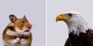 Predators Vs Prey I Created A Funny Experiment By Swapping Animal Eyes Animals Prey Predator Giving way to the emotionally vulnerable prey. predators vs prey i created a funny