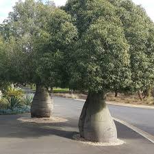 Image result for Brachychiton