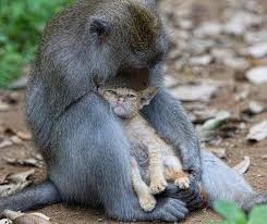 Monkey Takes In And Cares For Kitten As If It S Her Very Own Hazaba En 2020