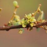 Image result for Pseudolachnostylis maprouneifolia