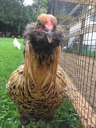 Pin By Rachel Iazzetta On Chickens Olive Egger Chicken Chickens Backyard Hatching Eggs