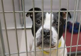 2,583 likes · 177 talking about this · 633 were here. For Animal Shelters Operations Change But Mission Stays Same The Blade