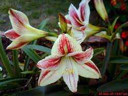 Pin On India S Flowers