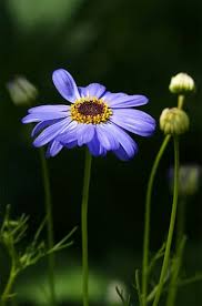 Image result for Brachycome