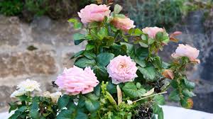 Die ist wieder weg, bevor die rosen anfangen. Wie Pflege Ich Meine Topfrose Richtig Mdr De