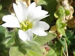 Image result for Cerastium afromontanum