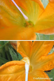 We did not find results for: How To Hand Pollinate Zucchini Flowers Crafty For Home