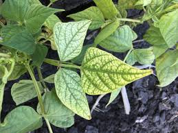 Image result for Zinc Deficiency