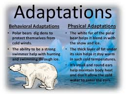 Winds blow sand all around, so a camel has long eyelashes. Polar Bear Adaptations
