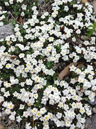 Image result for Euploca katangensis