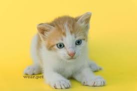 pin on gatitos lindos
